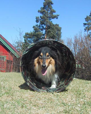 Ringo, our beloved dog
