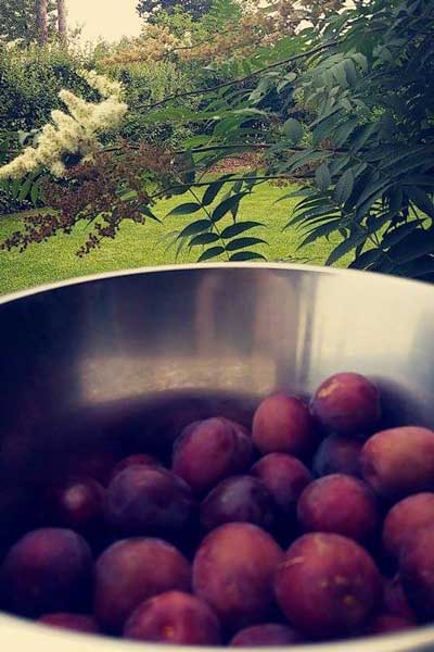 4Roald - Plums from plum tree 08-15