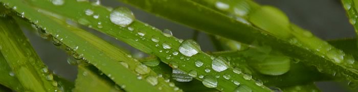 Raindrops